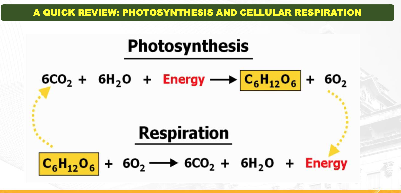 1.9 Photosynthesis Flashcards